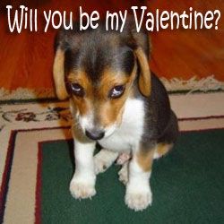 sorrydog...Valentine Pictures, Images and Photos