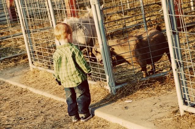 Pumpkin Patch 2009