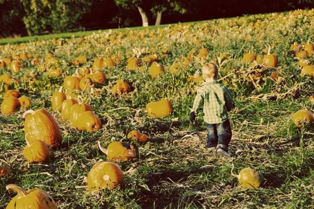 Pumpkin Patch 2009