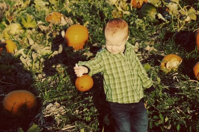 Pumpkin Patch 2009