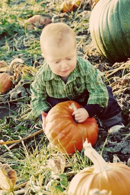 Pumpkin Patch 2009