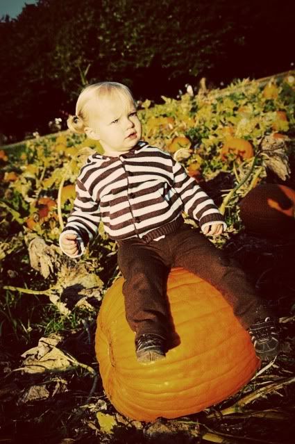 Pumpkin Patch 2009