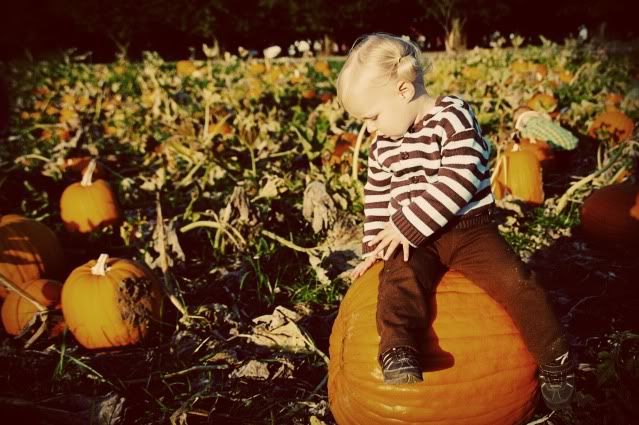 Pumpkin Patch 2009