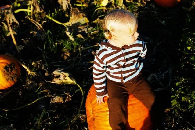 Pumpkin Patch 2009