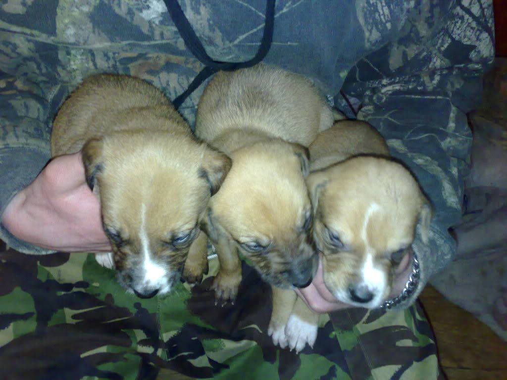 pups003.jpg