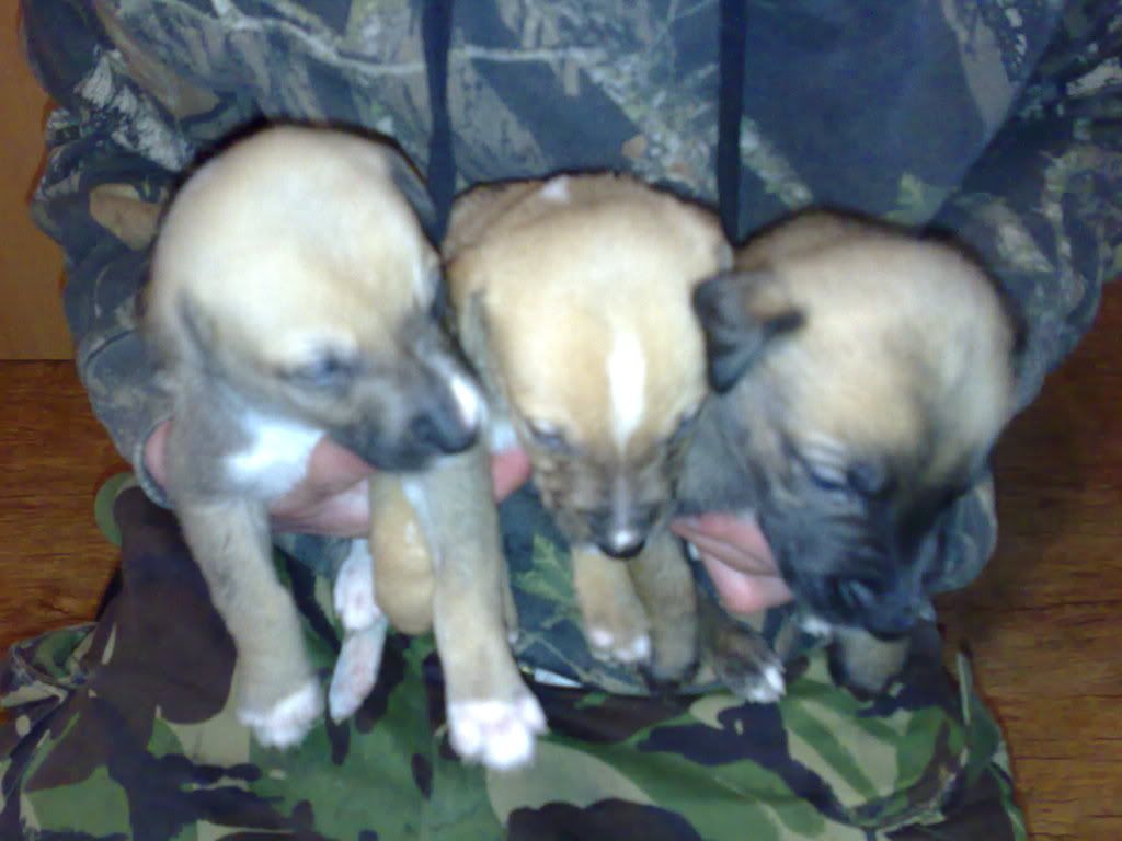 pups005.jpg