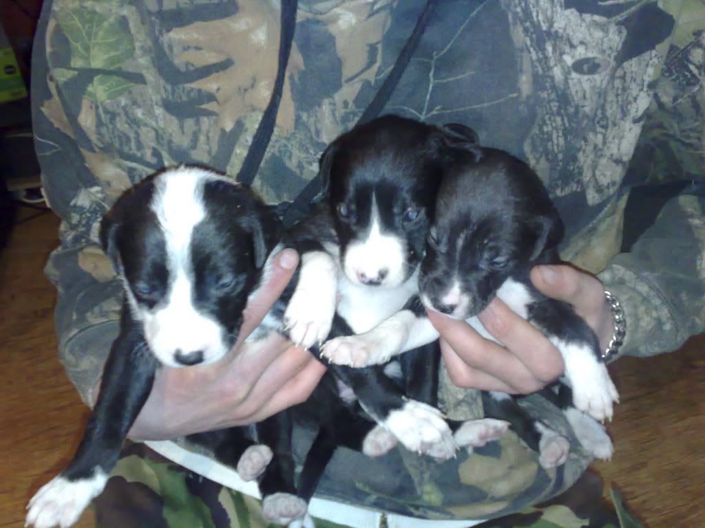 pups006.jpg