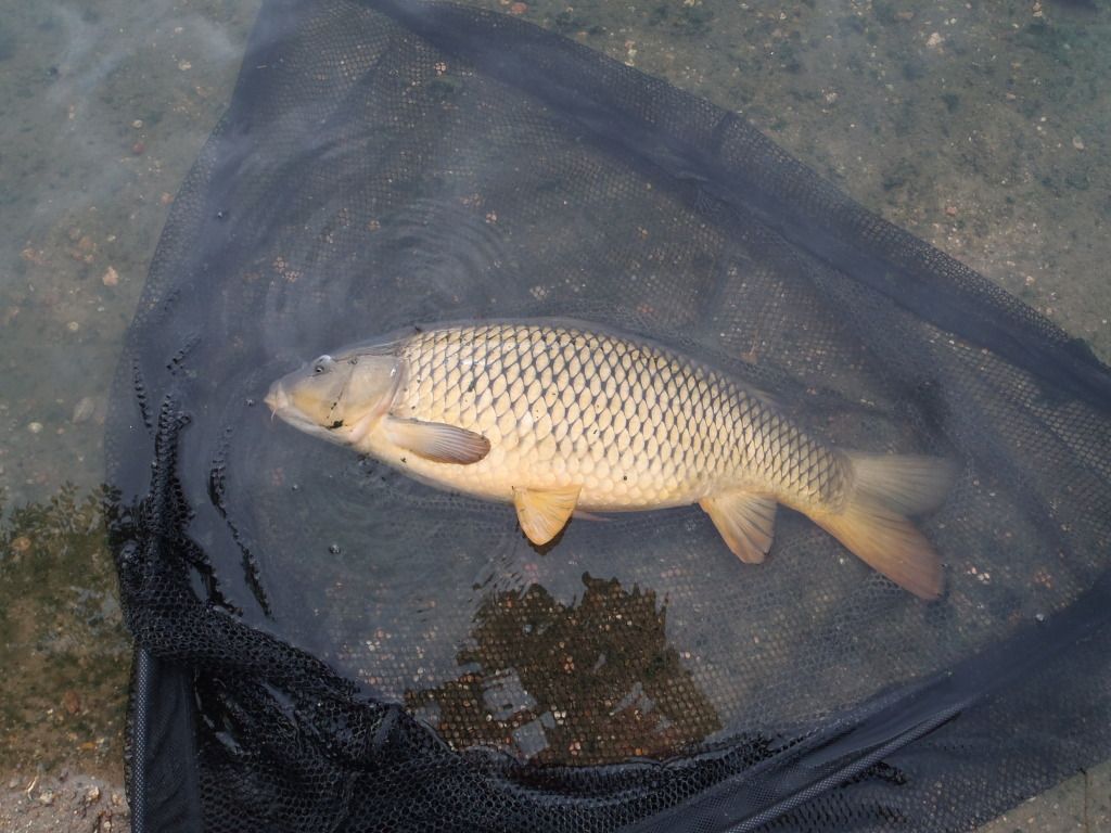 14lbcommon-Pikeview.jpg