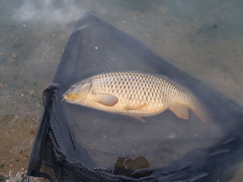 22lbcommon-Pikeview.jpg