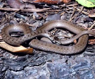 Brown Snake Louisiana
