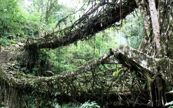 Living_Root_Bridges_in_India_2.jpg