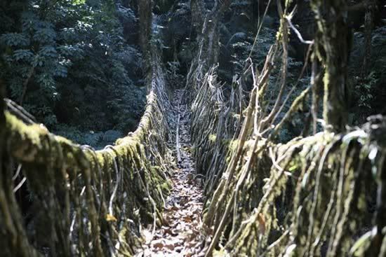 Living_Root_Bridges_in_India_5.jpg