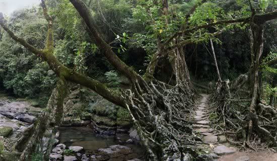 Living_Root_Bridges_in_India_6.jpg