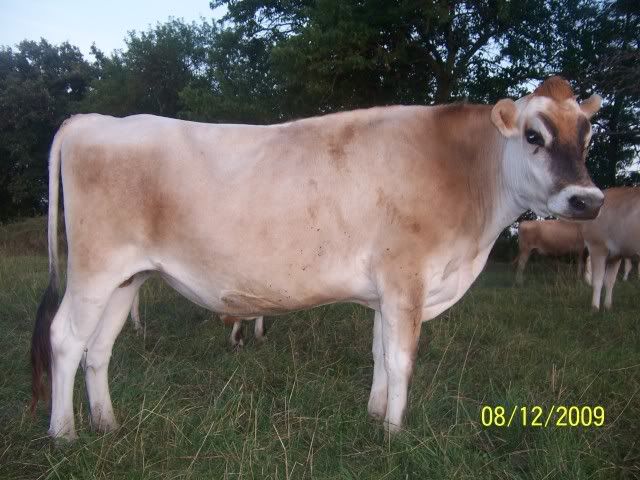 Shipping Out (pics) - Cattle