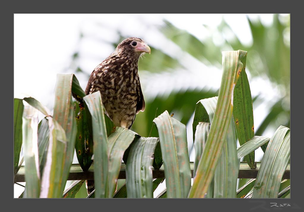 IMAGE: http://i221.photobucket.com/albums/dd293/RafaPolit/Viajes%20y%20Excursiones/Coca_2010-11-30.jpg