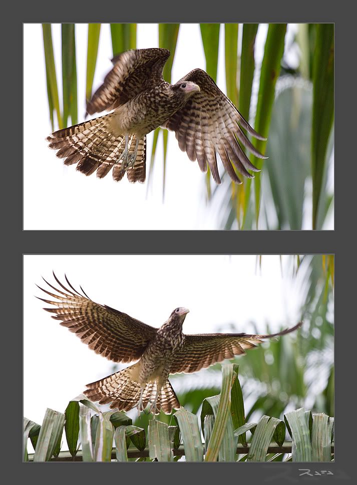 IMAGE: http://i221.photobucket.com/albums/dd293/RafaPolit/Viajes%20y%20Excursiones/Coca_enVuelo_2010-11-30.jpg