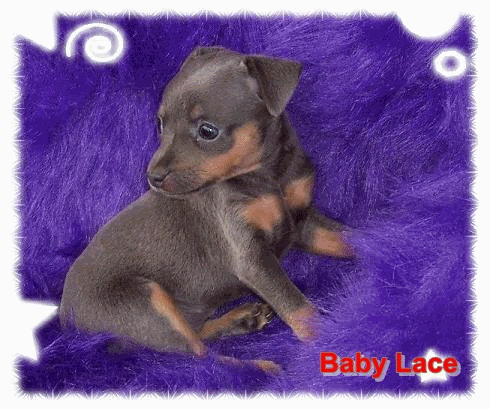 Prancealots Blue Legacy