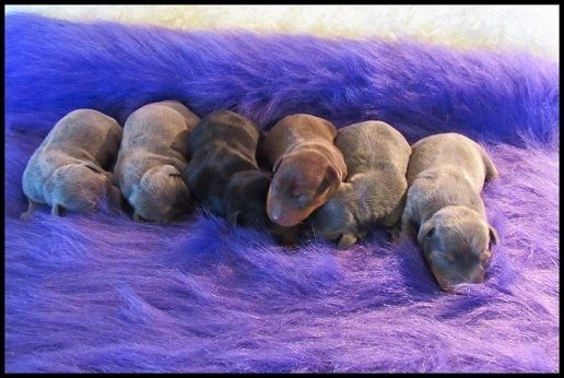 photo new babies.jpg