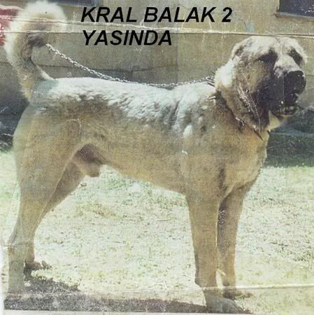 Balak.jpg