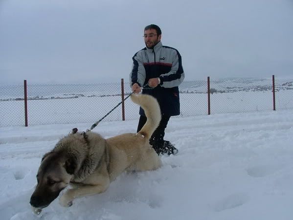 BalyozLutfullKarnw.jpg