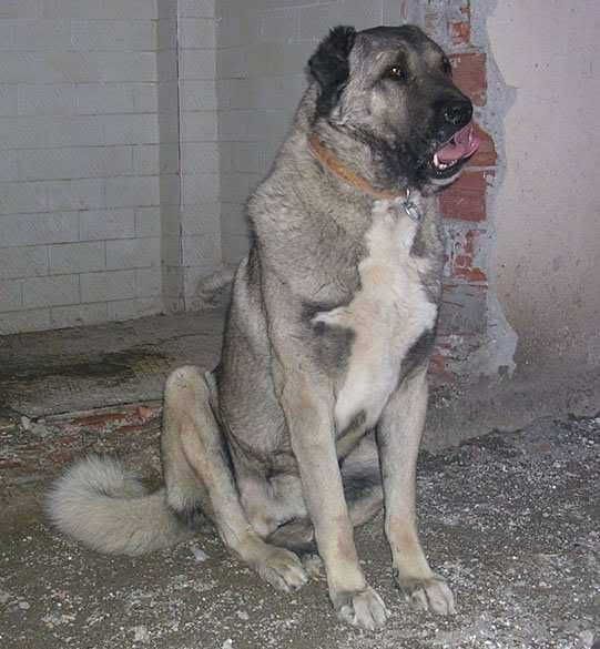 KangalTurkey.jpg