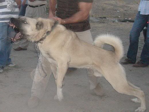 Talaz5.jpg