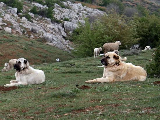 kangalswithsheep70.jpg