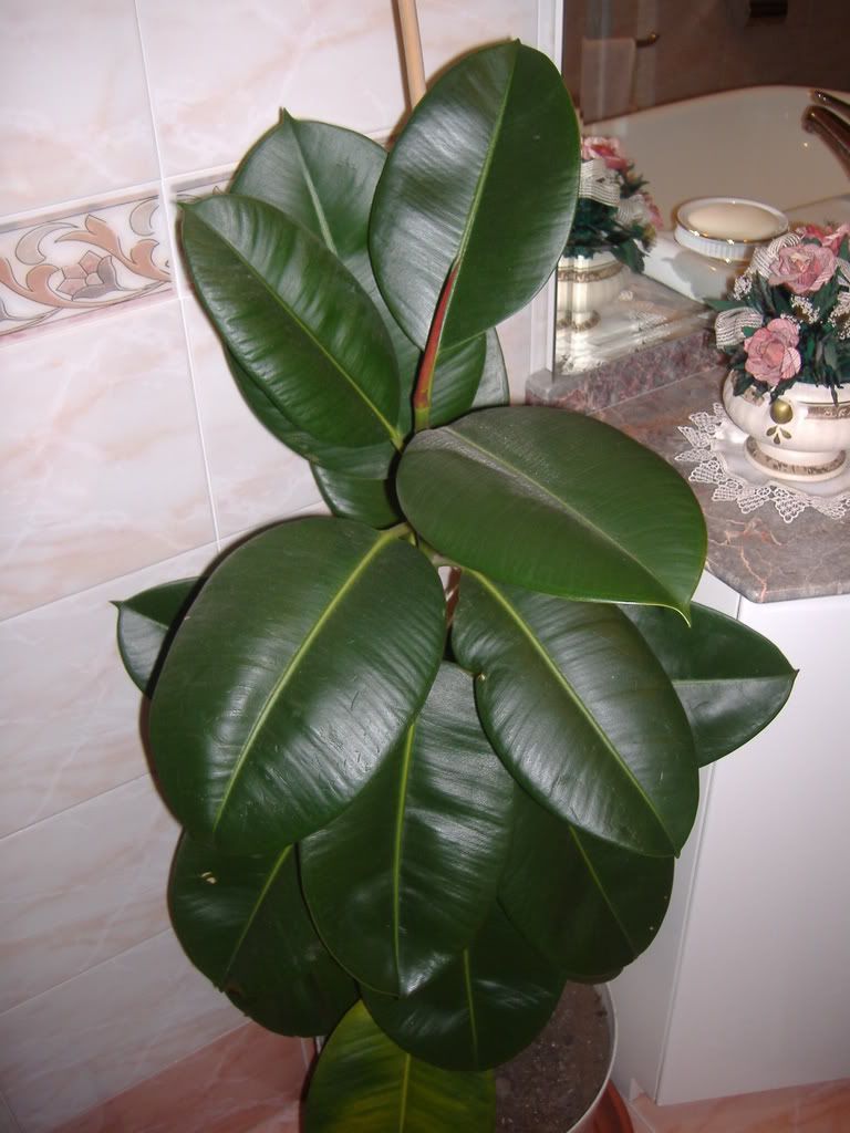 DSCF4296.jpg