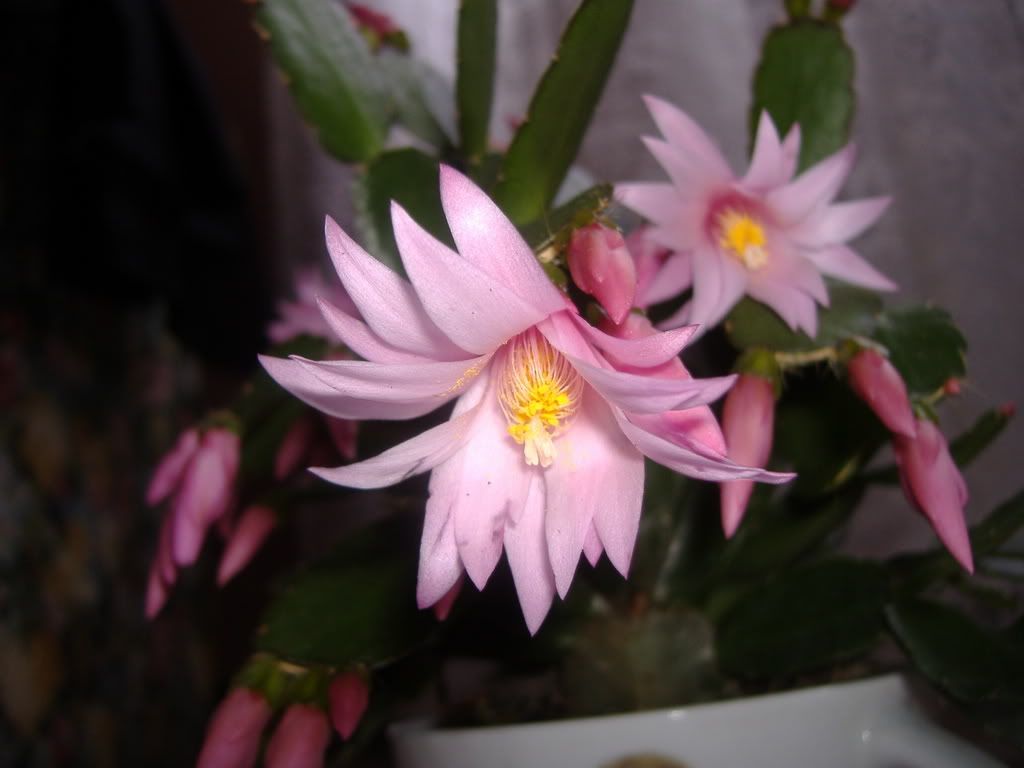 DSCF4527.jpg