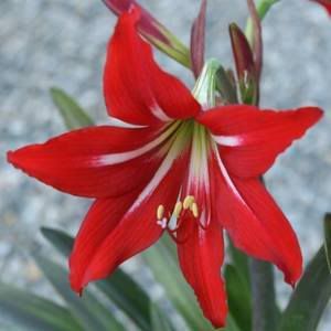 Hippeastrum_johnsonii.jpg