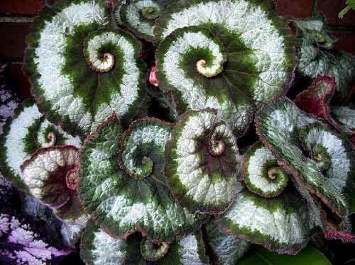 REX_BEGONIA_ESCARGOT_2.jpg