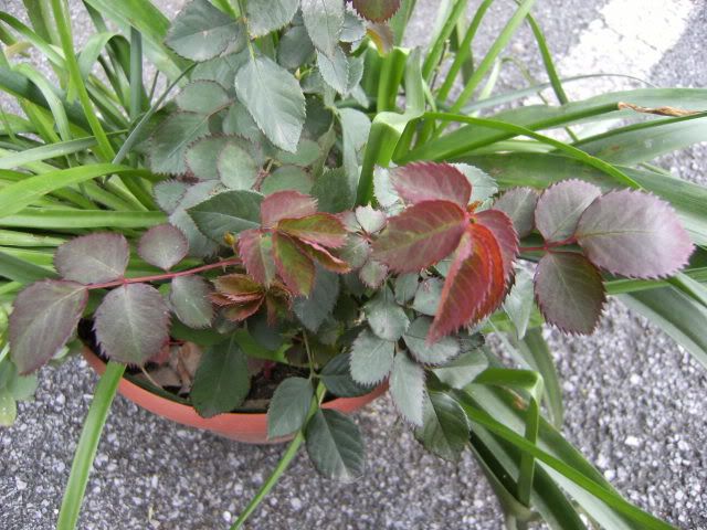 DSCF6925.jpg