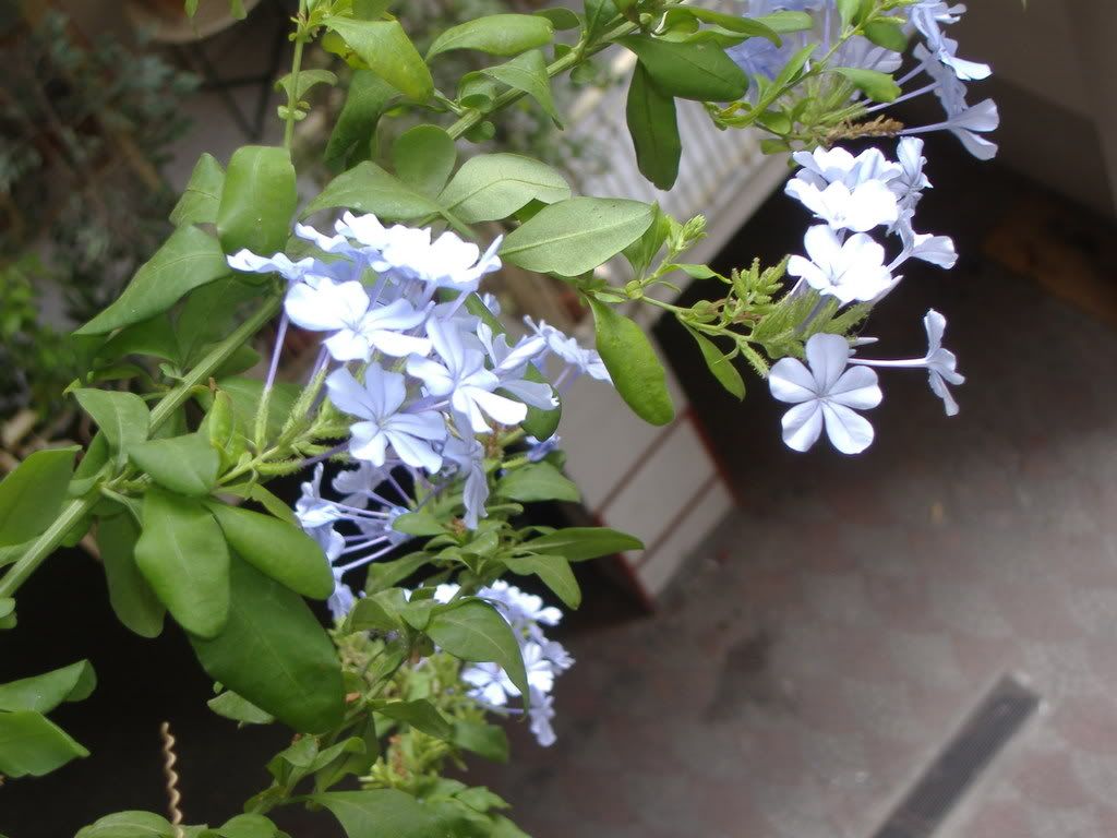 plumbago11ago07.jpg