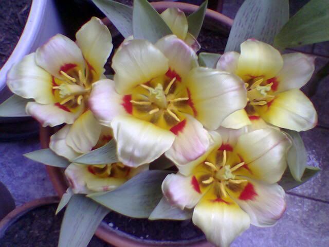 tulipani18-4-2005.jpg