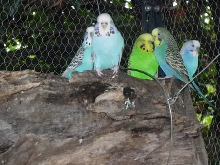 5Amigos_450.jpg