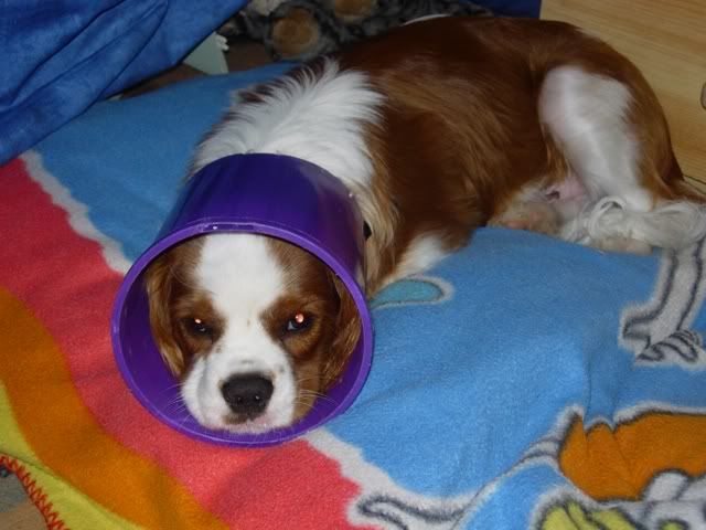 DSCN0223.jpg