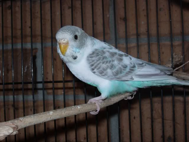 DSCN0276.jpg