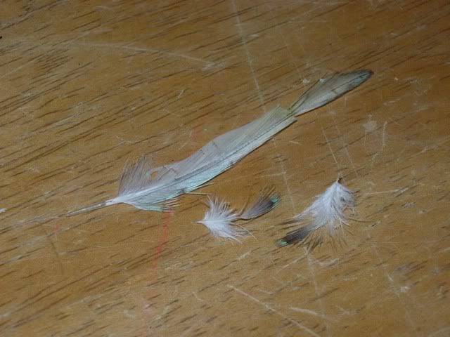 DSCN0352.jpg