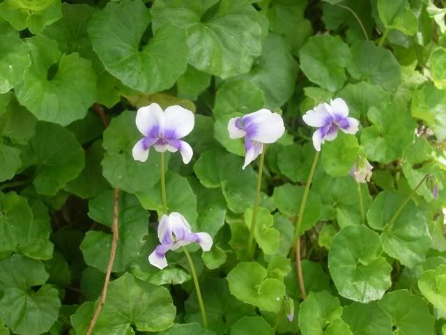 DSCN0395.jpg