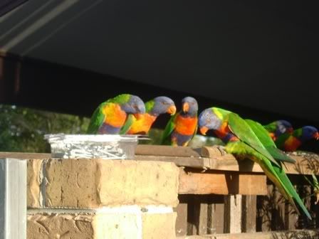 Lorikeets.jpg