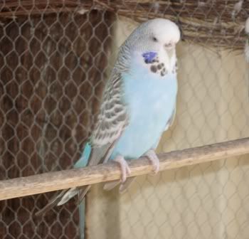 Pet_450.jpg
