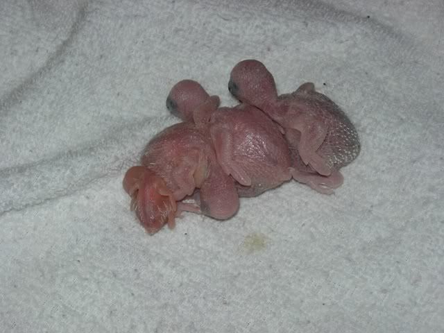 Picture017.jpg