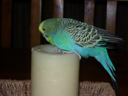 Tweety3_450.jpg