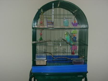 birds.jpg