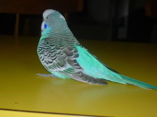 birds005.jpg
