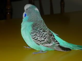 birds006.jpg