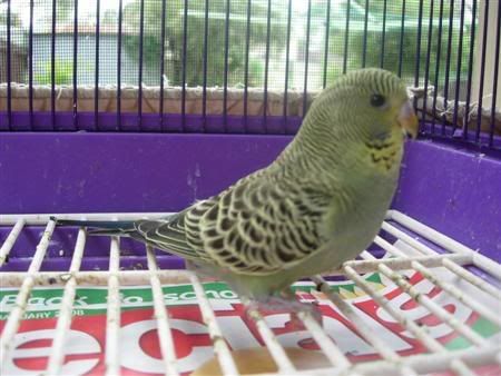 birdskids012Custom.jpg