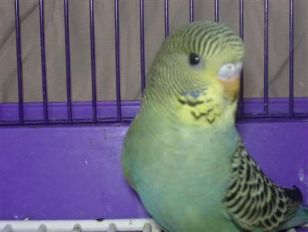birdskids015Custom.jpg