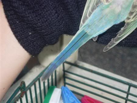 birdskids016Custom.jpg