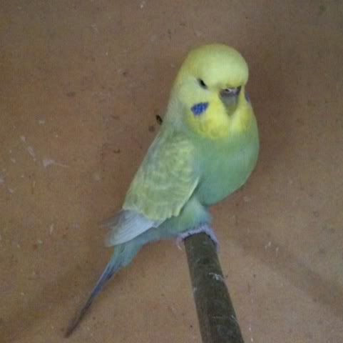 budgie-1.jpg